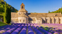 *Lavande route - camping Luberon Forcalquier Alpes de Hautes Provence