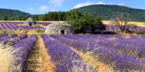 *Lavande - camping Luberon Forcalquier Alpes de Hautes Provence